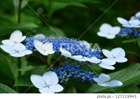 青い額紫陽花 127219943
