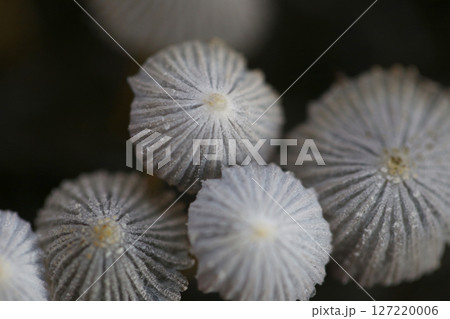 Poisonous Delicate Fungi with Intricate Caps in Nature 127220006