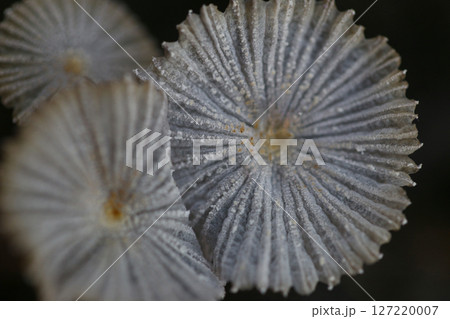Poisonous Delicate Fungi with Intricate Caps in Nature Poisonous Delicate Fungi with Intricate Caps in Nature 127220007
