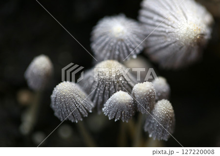 Poisonous Delicate Fungi with Intricate Caps in Nature Poisonous Delicate Fungi with Intricate Caps in Nature 127220008