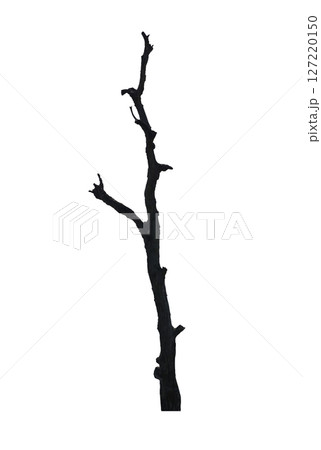 Branches of dead tree stump isolated on white background. Branches of dead tree stump isolated on white background. 127220150