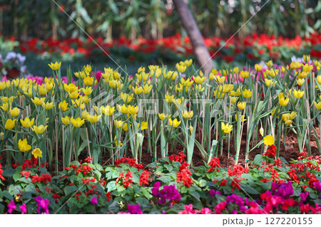 Yellow tulips are blooming in a flower bed surrounded by colorful flowers. Yellow tulips are blooming in a flower bed surrounded by colorful flowers. 127220155