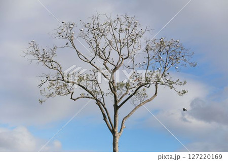 Many Asian Openbill were sitting on the branches of a large tree that didn't have many leaves. 127220169