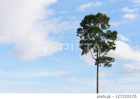 Large tree isolated on blue skay have white cloud background. 127220170