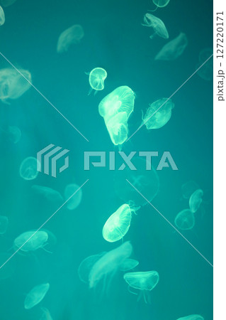 Small jellyfish or medusa of  bright green color. 127220171