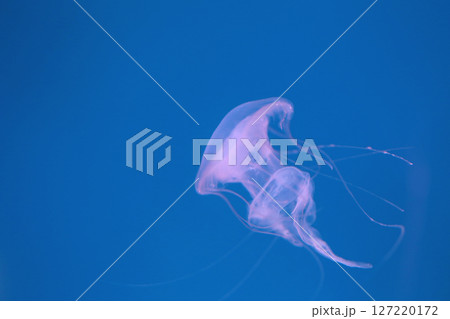 Small jellyfish or medusa of bright purple color. Small jellyfish or medusa of bright purple color. 127220172