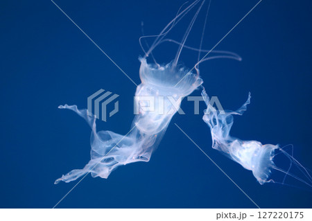 Small jellyfish or medusa of bright white color. Small jellyfish or medusa of bright white color. 127220175