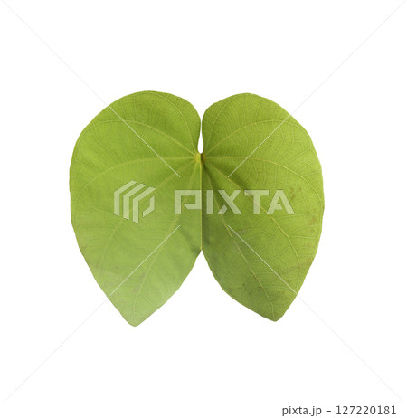The front of green the purpurea leaf, a leaf that looks like a butterfly. The front of green the purpurea leaf, a leaf that looks like a butterfly. 127220181
