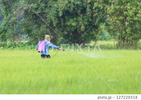 Farmer Spraying Pesticide in Lush Rice Field 127220318