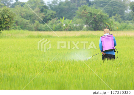 Farmer Spraying Pesticide in Rice Field Farmer Spraying Pesticide in Rice Field 127220320