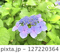 雨に濡れたアジサイ 127220364