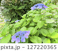 紫色のアジサイの花 127220365