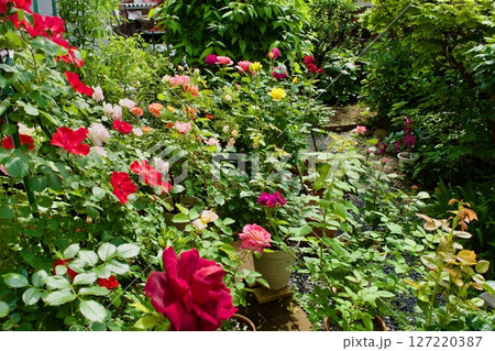 趣味の薔薇栽培の庭 趣味の薔薇栽培の庭 127220387