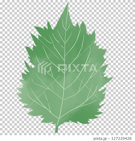 水彩風　しその葉の和風イラスト素材 127220426