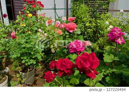 趣味の薔薇栽培の庭 趣味の薔薇栽培の庭 127220494