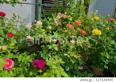 趣味の薔薇栽培の庭 趣味の薔薇栽培の庭 127220495
