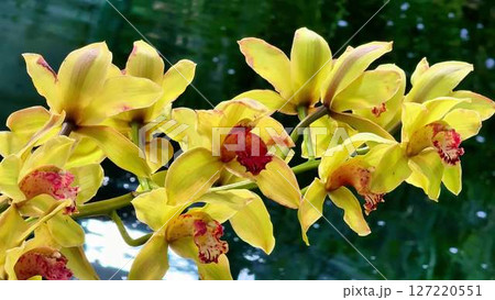 This video showcases vibrant yellow orchids with red centers blooming This video showcases vibrant yellow orchids with red centers blooming 127220551