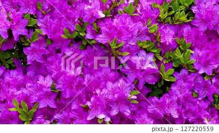 A serene field with blooming purple flowers contrasts lush green leaves 127220559