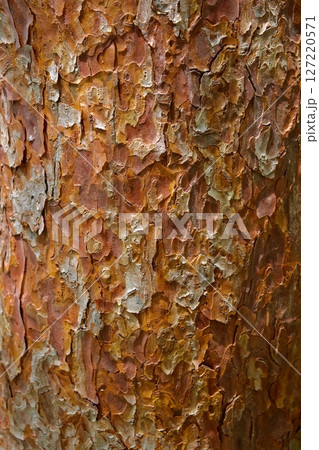 赤松の木肌のアップ 127220571