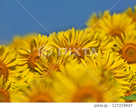 元気に咲く黄色い大輪のひまわりの花 元気に咲く黄色い大輪のひまわりの花 127220687