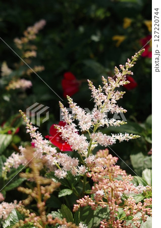 花 フラワー お花 127220744