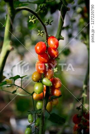 Smart farming techniques hydroponic salad vegetables technology tomato red green ensuring fresh sustainable produce agriculture promotes healthy eating support farmer living local community non gmo 127220790
