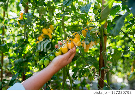 Smart farming techniques hydroponic salad vegetables business farm technology ensuring fresh sustainable produce farmer hand pick non gmo tomato red yellow green agriculture promotes support living 127220792