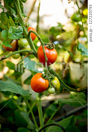 Smart farming techniques hydroponic salad vegetables technology tomato red green ensuring fresh sustainable produce agriculture promotes healthy eating support farmer living local community non gmo Smart farming techniques hydroponic salad vegetables technology tomato red green ensuring fresh sustainable produce agriculture promotes healthy eating support farmer living local community non gmo 127220793