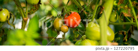 Smart farming techniques hydroponic salad vegetables technology tomato red green ensuring fresh sustainable produce agriculture promotes healthy eating support farmer living local community non gmo 127220795