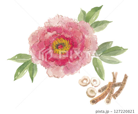 水彩で描いた牡丹の花と根　牡丹皮　ボタンピ 127220821