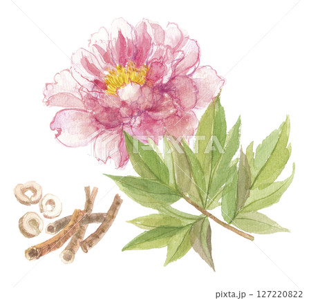 水彩で描いた牡丹の花と根 牡丹皮 ボタンピ 水彩で描いた牡丹の花と根 牡丹皮 ボタンピ 127220822