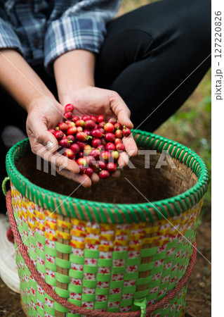 Farmer concept hand harvest ripe coffee seed robusta arabica berry close up fresh green leaf bean picking orange crop red yellow berries raw plant tree farm growth blur background eco organic garden 127220826