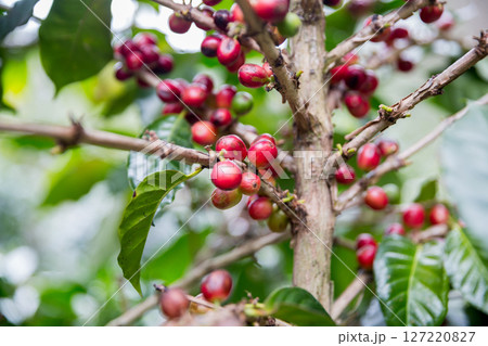 Farmer concept harvest ripe coffee seed robusta arabica berry close up fresh green leaf bean picking orange crop red yellow berries raw plant tree smart farm growth blur background eco organic garden Farmer concept harvest ripe coffee seed robusta arabica berry close up fresh green leaf bean picking orange crop red yellow berries raw plant tree smart farm growth blur background eco organic garden 127220827