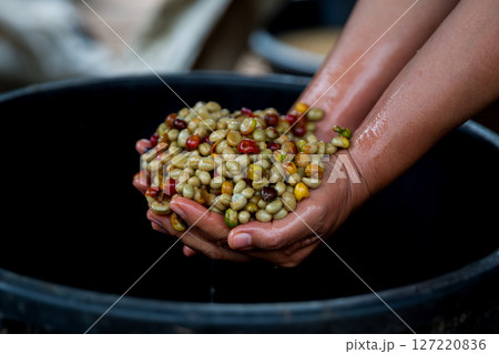 Farmer concept hand harvest ripe coffee seed robusta arabica berry close up fresh green leaf bean picking orange crop red yellow berries raw plant tree farm growth blur background eco organic garden 127220836