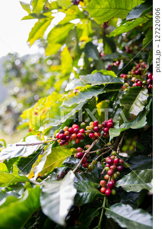 Farmer concept harvest ripe coffee seed robusta arabica berry close up fresh green leaf bean picking orange crop red yellow berries raw plant tree smart farm growth blur background eco organic garden Farmer concept harvest ripe coffee seed robusta arabica berry close up fresh green leaf bean picking orange crop red yellow berries raw plant tree smart farm growth blur background eco organic garden 127220906