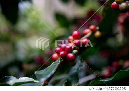 Farmer concept harvest ripe coffee seed robusta arabica berry close up fresh green leaf bean picking orange crop red yellow berries raw plant tree smart farm growth blur background eco organic garden 127220908