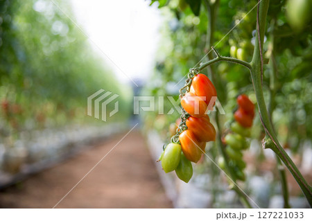 Smart farming techniques hydroponic salad vegetables technology tomato red green ensuring fresh sustainable produce agriculture promotes healthy eating support farmer living local community non gmo Smart farming techniques hydroponic salad vegetables technology tomato red green ensuring fresh sustainable produce agriculture promotes healthy eating support farmer living local community non gmo 127221033