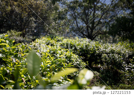Business concept centers around fresh green tea reap background leaves organic farm with banner lush garden healthy plant tree leaves eco herbal farmer blur leaf plantation Freshness herbal natural Business concept centers around fresh green tea reap background leaves organic farm with banner lush garden healthy plant tree leaves eco herbal farmer blur leaf plantation Freshness herbal natural 127221153