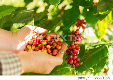 Close up hand harvest red ripe coffee seed robusta arabica berry harvesting coffee farm. Hand people harvest coffee bean ripe Red berries plant fresh seed coffee tree growth in green eco organic farm Close up hand harvest red ripe coffee seed robusta arabica berry harvesting coffee farm. Hand people harvest coffee bean ripe Red berries plant fresh seed coffee tree growth in green eco organic farm 127221209