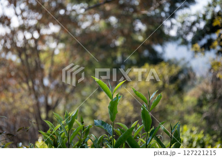 Business concept centers around fresh green tea reap background leaves organic farm with banner lush garden healthy plant tree leaves eco herbal farmer blur leaf plantation Freshness herbal natural 127221215