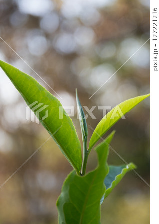 Business concept centers around fresh green tea reap background leaves organic farm with banner lush garden healthy plant tree leaves eco herbal farmer blur leaf plantation Freshness herbal natural Business concept centers around fresh green tea reap background leaves organic farm with banner lush garden healthy plant tree leaves eco herbal farmer blur leaf plantation Freshness herbal natural 127221216
