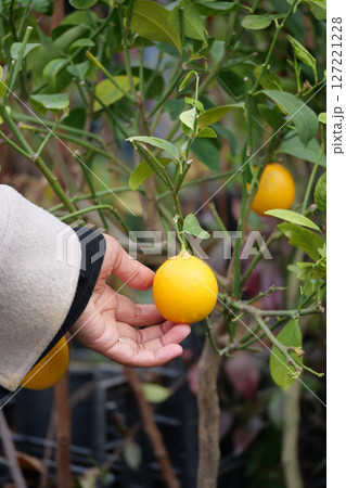fresh lemons from a lemon tree in a yellow pot in a tranquil garden fresh lemons from a lemon tree in a yellow pot in a tranquil garden 127221228