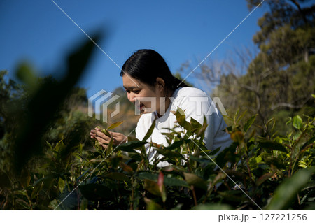 Business concept centers around fresh green tea reap background leaves organic farm with banner lush garden healthy plant tree leaves eco herbal farmer blur leaf plantation Freshness herbal natural 127221256