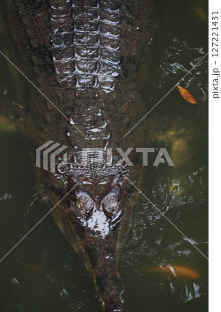 Crocodile swimming in murky water during daylight hours 127221431