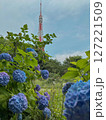 紫陽花と東京タワー 127221509