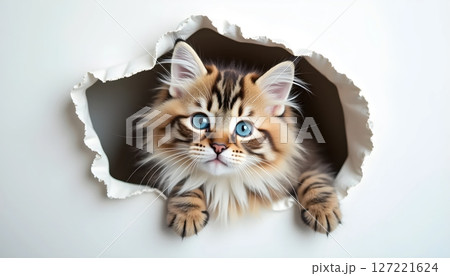 Cute kitten hiding behind torn paper 127221624