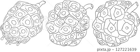 Detailed line art of noni fruits,Indian mulberry, great morinda. Detailed line art of noni fruits,Indian mulberry, great morinda. 127221639