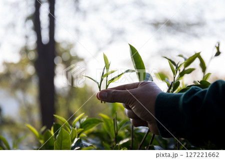 Business concept centers around fresh green tea reap background leaves organic farm with banner lush garden healthy plant tree leaves eco herbal farmer blur leaf plantation Freshness herbal natural 127221662