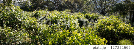 Business concept centers around fresh green tea reap background leaves organic farm with banner lush garden healthy plant tree leaves eco herbal farmer blur leaf plantation Freshness herbal natural 127221663