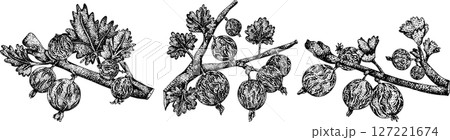 Detailed, engraving botanical illustrations of gooseberry plants Detailed, engraving botanical illustrations of gooseberry plants 127221674